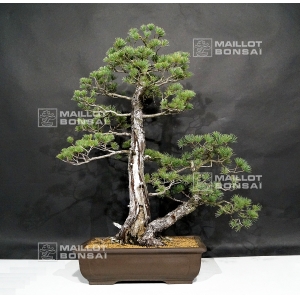 pinus-pentaphylla-du-japon-ref-17110172