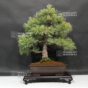 VENDU Pinus pentaphylla du Japon ref : 19110172
