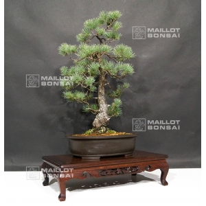 vendu-pinus-pentaphylla-du-japon-ref-21110173