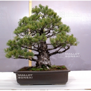 pinus pentaphylla ref :24110171