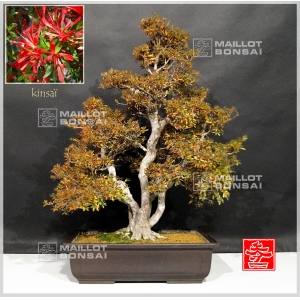 vendu-rhododendron-kinsai-ref-24110172