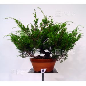 vendu-juniperus-chinensis-itoigawa-n-8