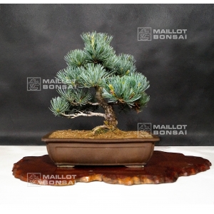pinus pentaphylla 25020181