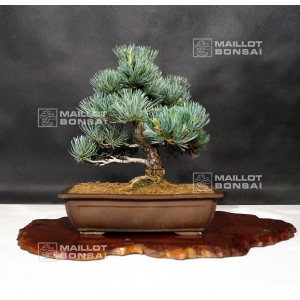 VENDU pinus pentaphylla 25020181