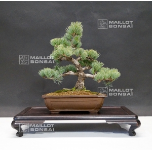 pinus pentaphylla 25020183