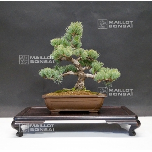 vendu-pinus-pentaphylla-25020183