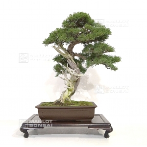vendu-juniperus-chinensis-var-itoigawa-28020184