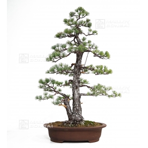 maj-pinus-pentaphylla-ref-3030182