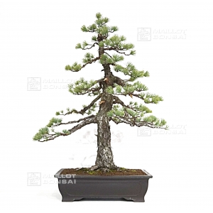 vendu-pinus-pentaphylla-ref-12030181