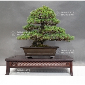 Ecole française de bonsai Nishikawa- Maillot