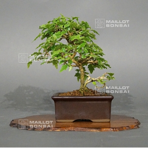 Premna japonica 22050183