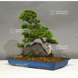 vendu-juniperus-chinensis-itoigawa-09050181