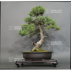 Pinus pentaphylla 7050182