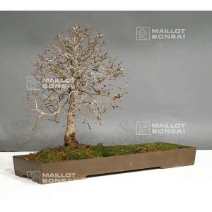 Zelkova serata 20040181