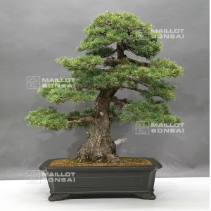 vendu-pinus-pentaphylla-zuisho-25040181