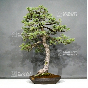 VENDU Pinus pentaphylla 25040183