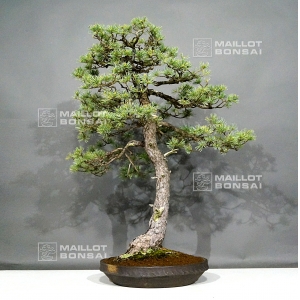 vendu-pinus-pentaphylla-25040183