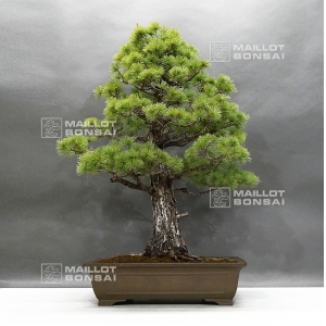 Pinus pentaphylla 25040184