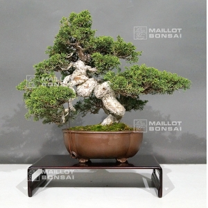 vendu-juniperus-chinensis-itoigawa-25040185
