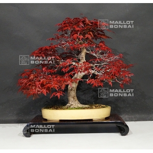 vendu-acer-palmatum-deshojo-2807017