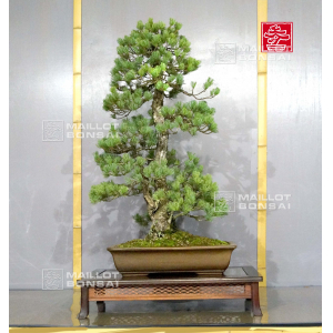 pinus-pentaphylla-28070221