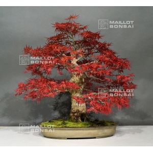 acer-palmatum-seigen-18040123