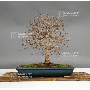 VENDU Zelkova serata 17040184