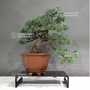 Pinus pentaphylla 11050181