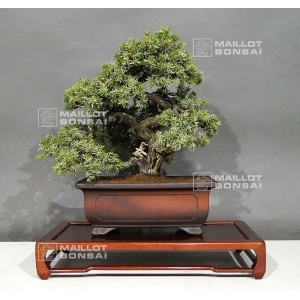 vendu-juniperus-rigida-11050184