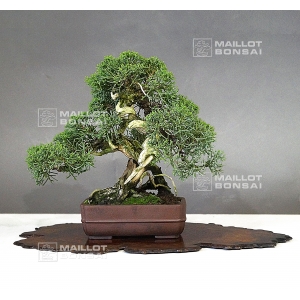 VENDU Juniperus chinensis itoigawa 16050181