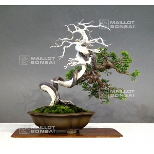 vendu-juniperus-chinensis-itoigawa-18050182