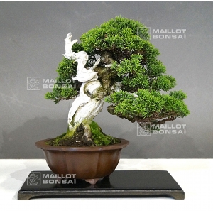 vendu-juniperus-chinensis-itoigawa-16050183
