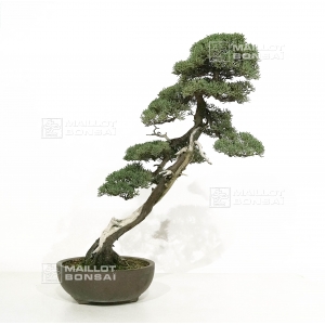 VENDU Juniperus chinensis 18050181