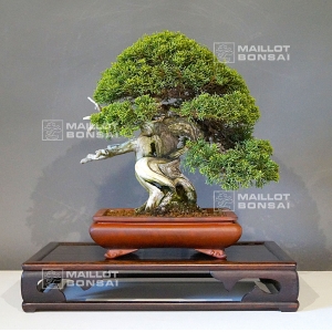juniperus-chinensis-itoigawa-18050182
