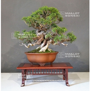 vendu-juniperus-chinensis-itoigawa-18050183