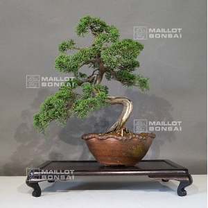 Juniperus chinensis 25050182