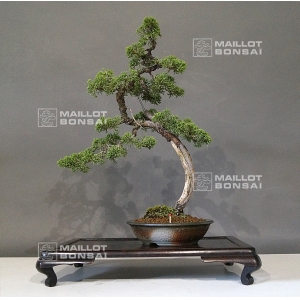 VENDU Juniperus chinensis  25050183