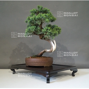 juniperus-chinensis-25050186
