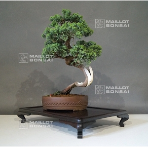 Juniperus chinensis 25050186