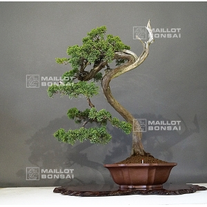 vendu-juniperus-chinensis-25050187