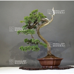 Juniperus chinensis 25050187