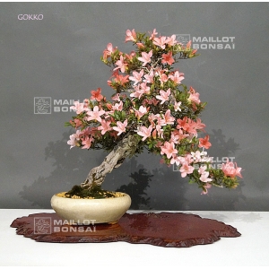 vendu-rhododendron-laeteritium-gokko-25050189