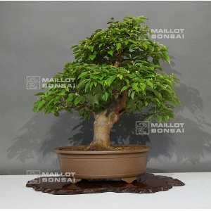 stewartia-monadelpha-250501810