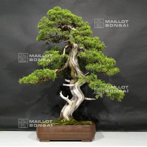 VENDU Juniperus chinensis itoigawa 28020188