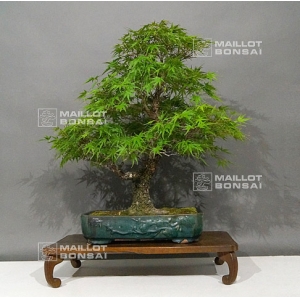 acer palmatum arakawa ref: 28050181