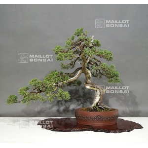 vendu-juniperus-chinensis-28050182
