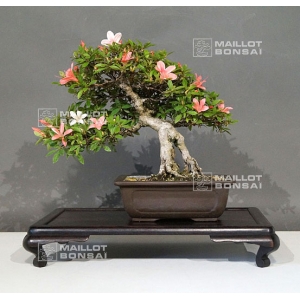 vendu-rhododendron-laeteritium-goho-no-hikari-2805