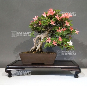 rhododendron-laeteritium-nisho-no-hikari-28050184
