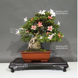 rhododendron-laeteritium-tensho-28050185