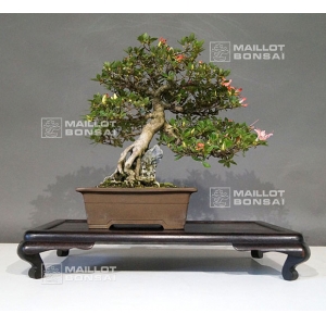 rhododendron-laeteritium-kegon-28050186